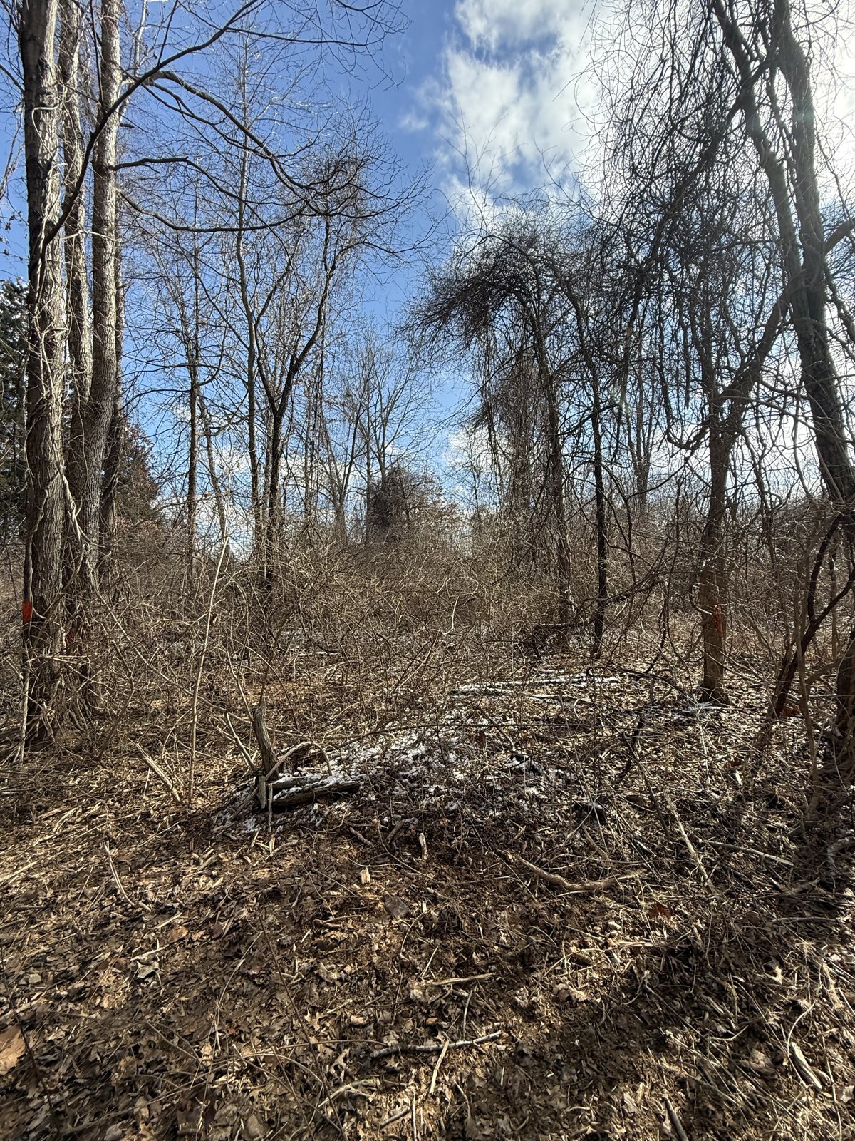 Thick overgrown brush before clearing