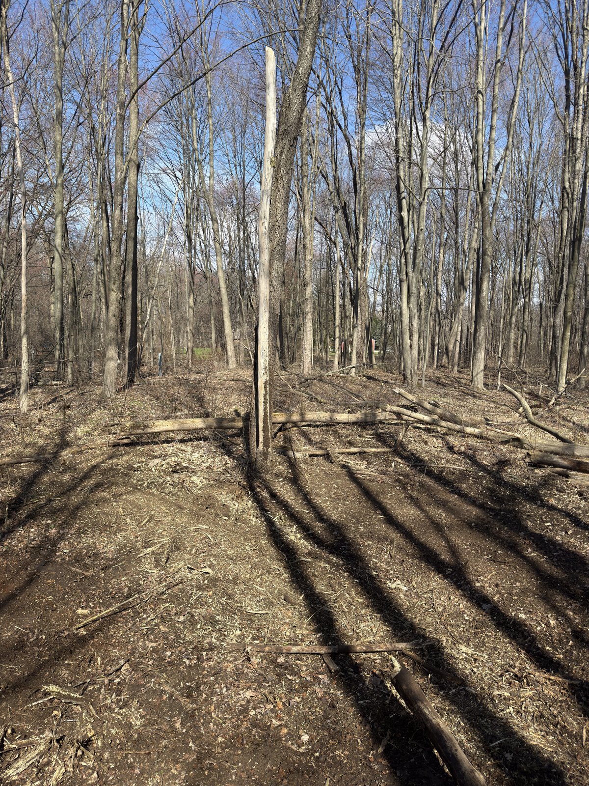 Cleared park-like woods after mulching