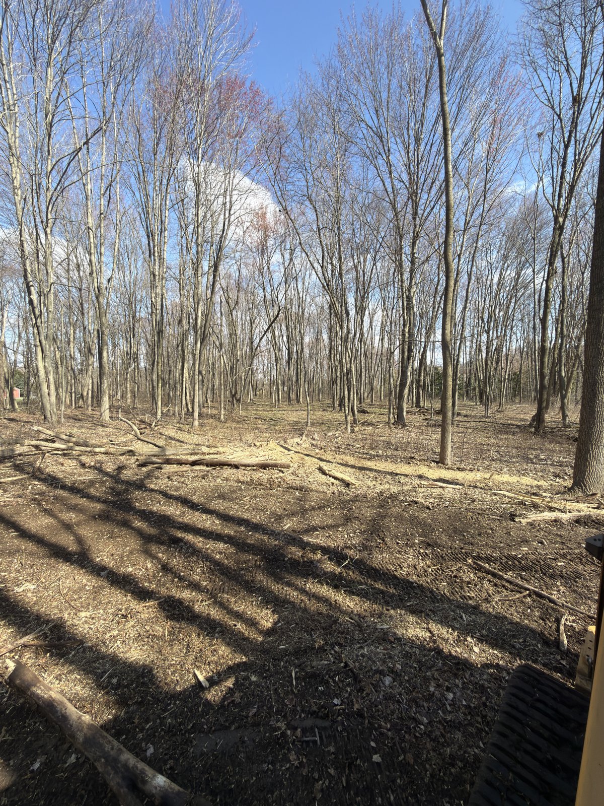 After: wide view of sunlit cleared woods