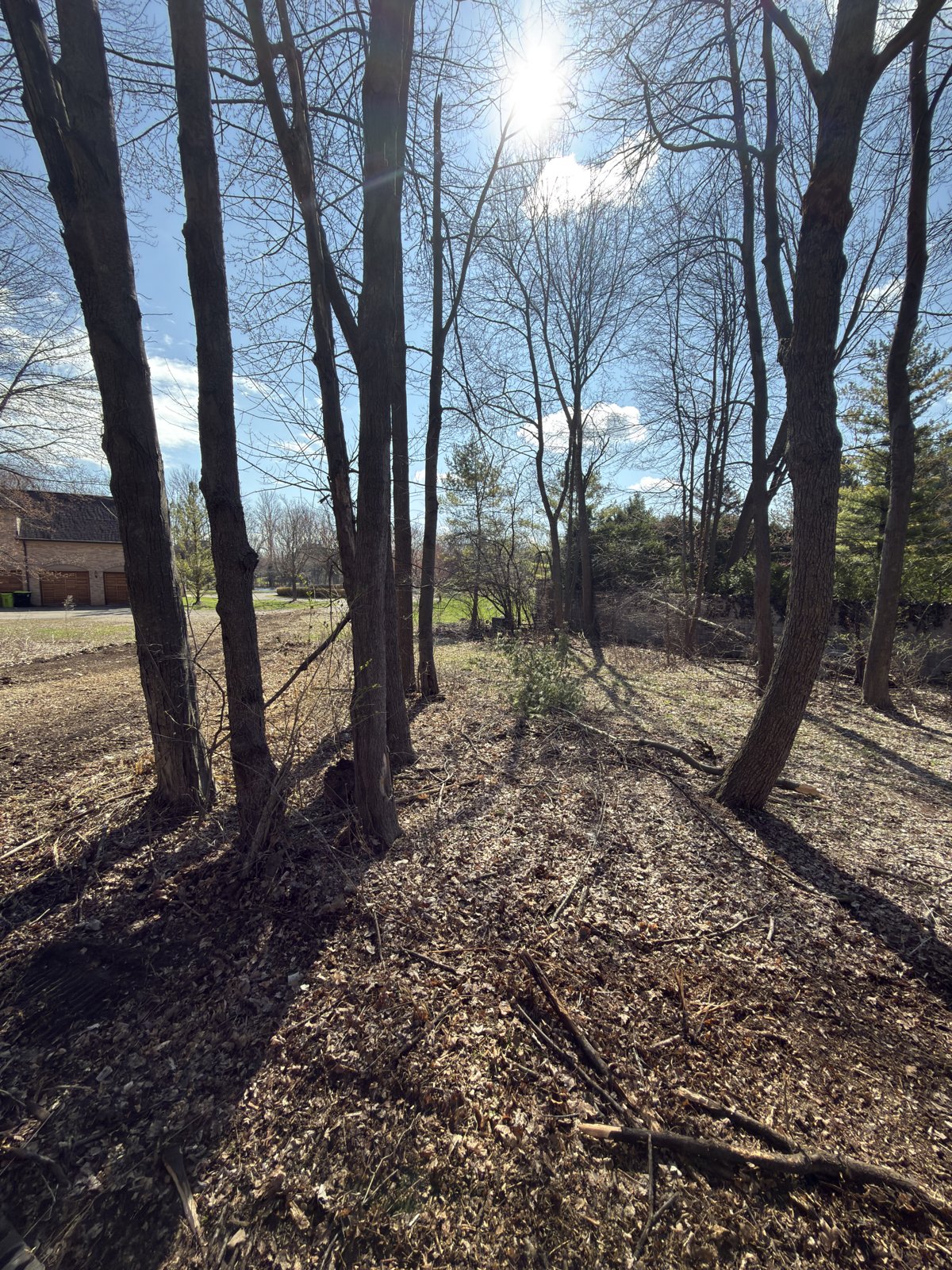 Cleared backyard woods with home in background